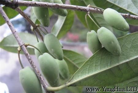 桂花果實可以吃嗎|桂花樹上的果實能否食用,桂花樹結的果實可以吃嗎